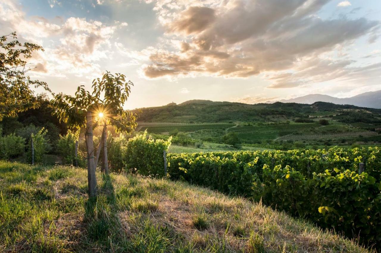 Apartment Vidus Wine Estate Podnanos 외부 사진
